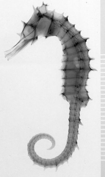 Media type: image;   Ichthyology 35280 Description: xray;  Aspect: lateral